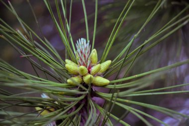 Çam iğneleri taze lahanası