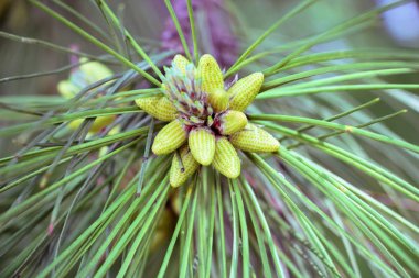 Çam iğneleri taze lahanası