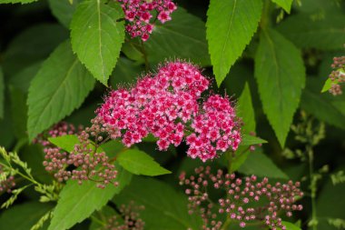 Closeup gökyüzü ve güneş karşı At kestanesi (buckeye) yapraklarda