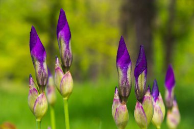  Tatil için çiçekler