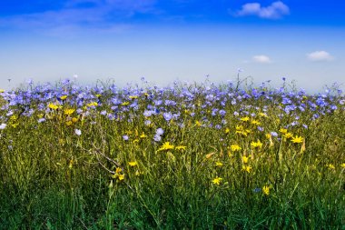 Doğa güzellik tüm çiçek açar