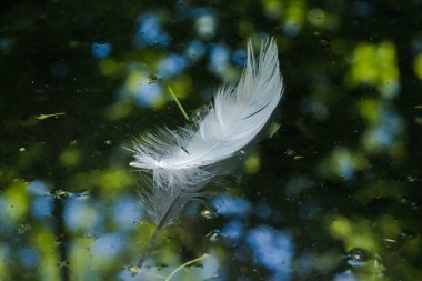 Tüy yansıma ile su