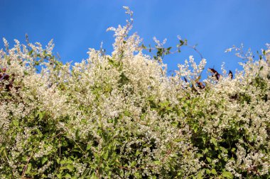  Çiçekler farklı bahar vardır