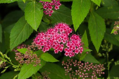  Güzel çiçekler buket elinde
