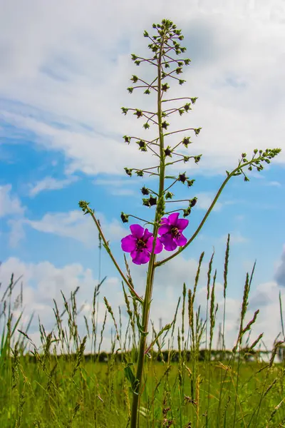 Diversity in nature, nature reserve, flowers — Stock Photo, Image