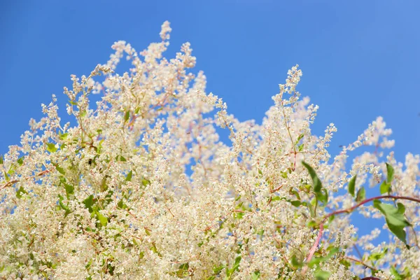 Diversity in nature, nature reserve, flowers