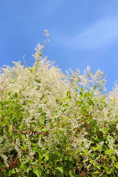 Closeup on horse chestnut (buckeye) leaves against the sky and sun — Stock Photo, Image