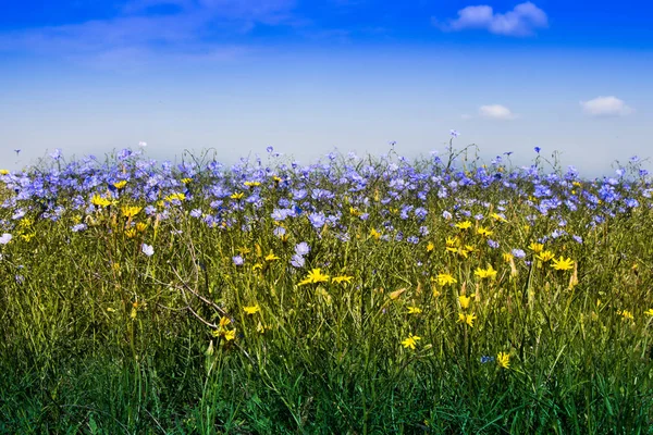 Nature beauty all blooms — Stock Photo, Image