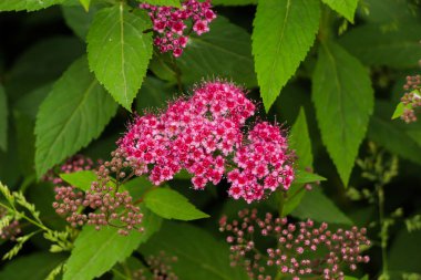  Güzel buketler, çiçekler farklı