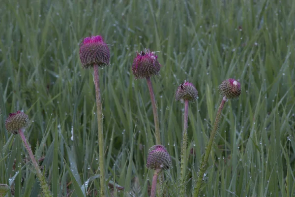 Flowers wi plants in nature — Stock Photo, Image