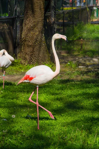 Naturaleza salvaje, su belleza — Foto de Stock