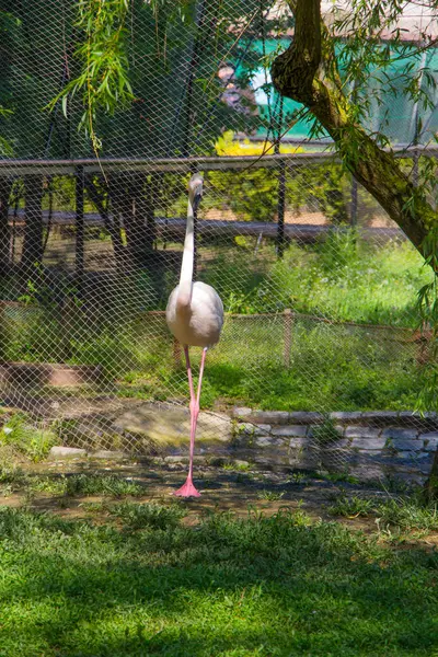 Naturaleza salvaje, su belleza — Foto de Stock