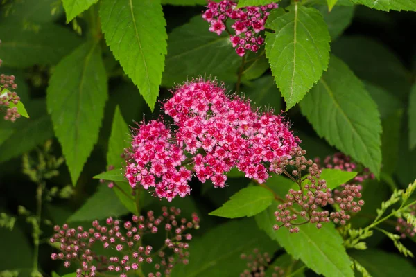 Bellissimi mazzi di fiori, fiori diversi — Foto Stock