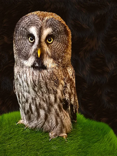 Beautiful Frontal Shot Of A Great Grey Owl Bird