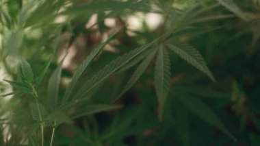 Esrar esrar yaprakları