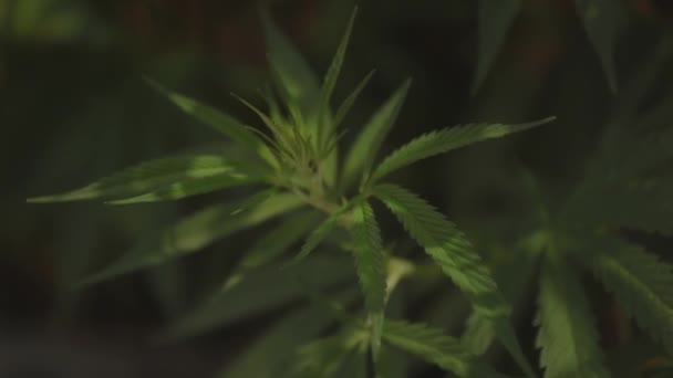 Nära upp blad av industriell cannabis — Stockvideo