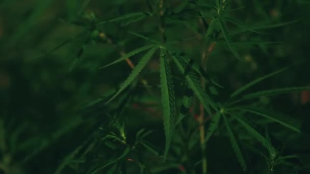 Konopí, marihuana rostliny — Stock video