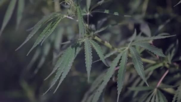 Φύλλα κάνναβης μαριχουάνα — Αρχείο Βίντεο