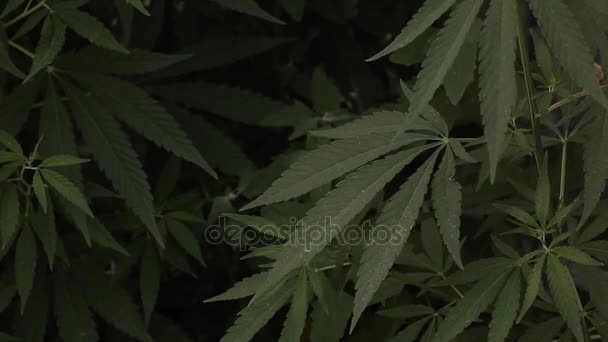 Marijuana cannabisblad — Stockvideo