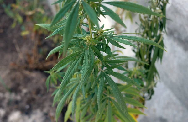 Buds e flores de maconha selvagem (cannabis ) — Fotografia de Stock