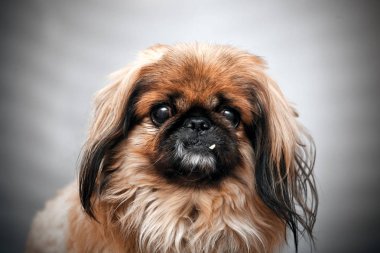 Bir fino köpeği portresi