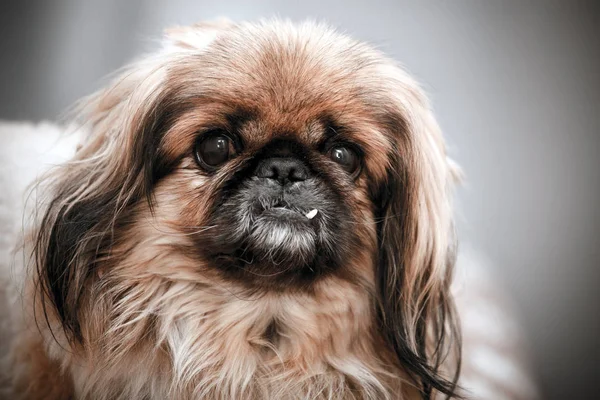 Bir fino köpeği portresi