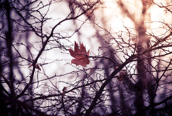 Foglia solitaria nella foresta invernale — Foto Stock