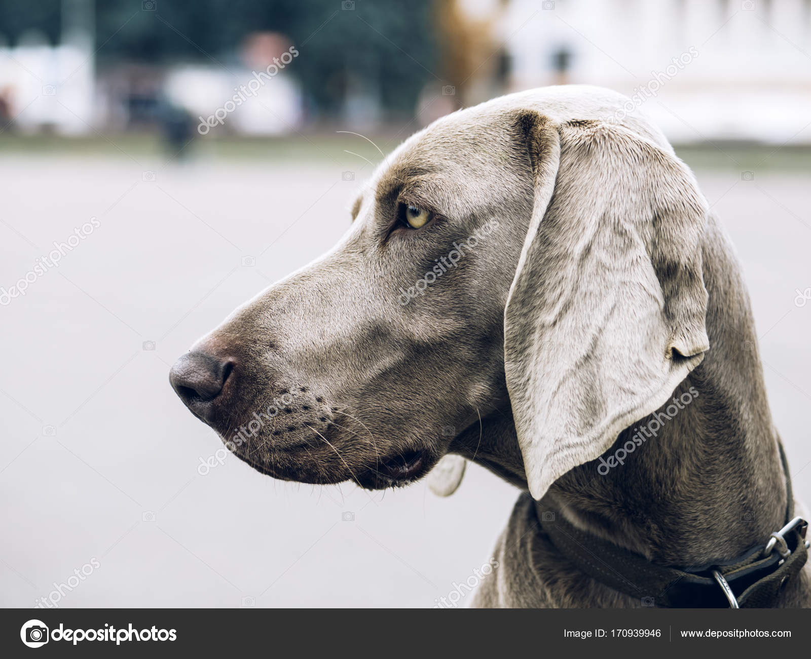 weimaraner hund kaufen
