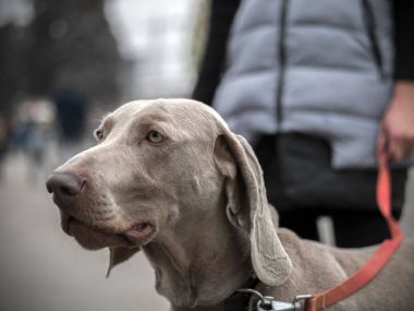 kız ile parkta köpek weimaraner