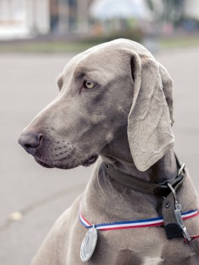 Açık üzerinde madalya ile portre köpek Weimaraner