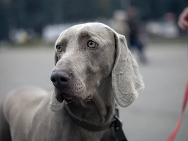 Csodálatos weimaraner kutya szabadban pózol — Stock Fotó