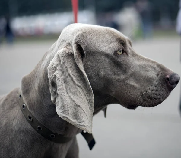 Avcılık işaretçi weimaraner