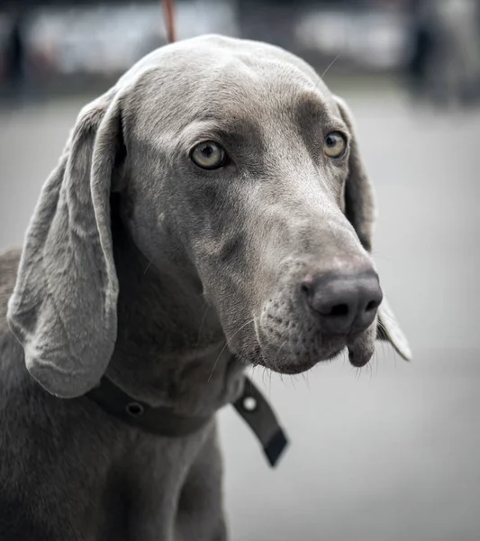 Güzel Weimaraner köpek