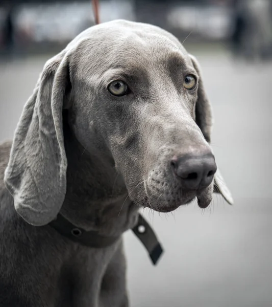 Csodálatos Weimaraner kutya — Stock Fotó