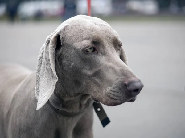 Ezüst weimaraner fajtiszta hím kutya — Stock Fotó
