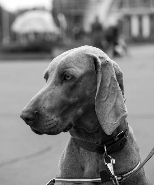 Fekete-fehér kutya Weimaraner portré — Stock Fotó