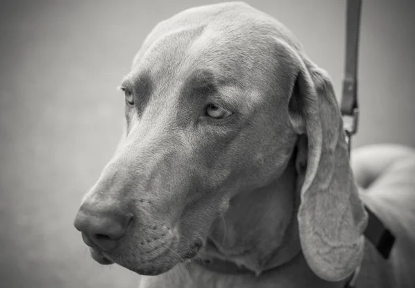 Siyah ve beyaz köpek Weimaraner portre