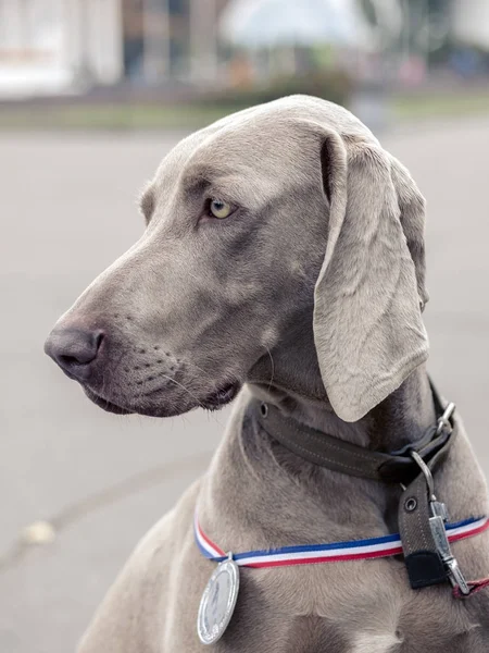 Portrait dog Weimaraner with medals on the outdoor