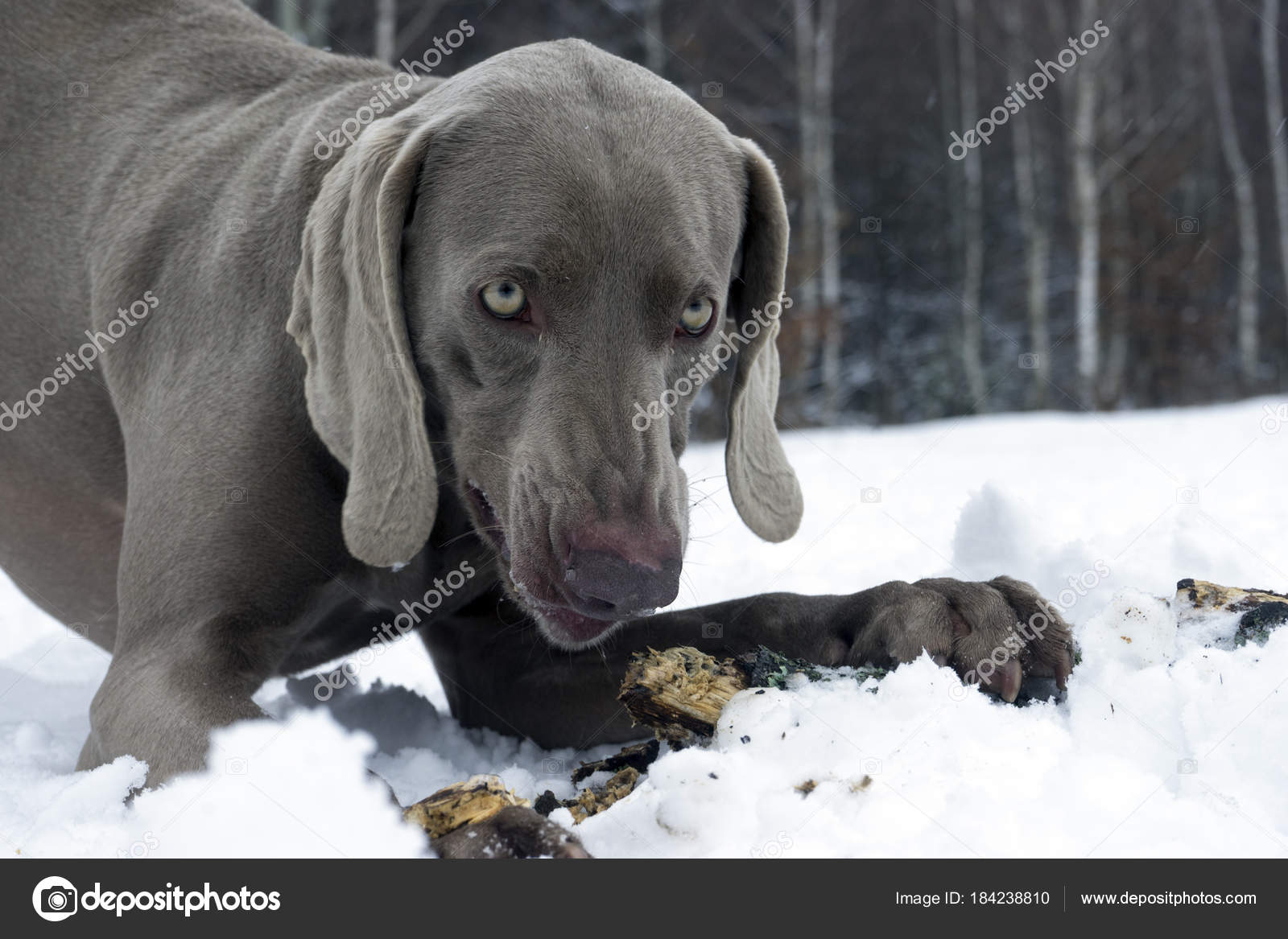 Angry weimaraner sales