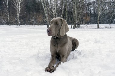 Gümüş Weimaraner köpek kış orman karda yatıyor