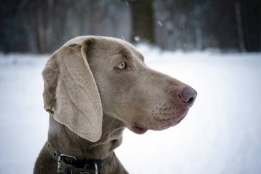 Weimaraner bir kış portresi