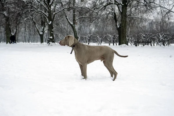 Веймаранерская собака, стоящая на снегу — стоковое фото