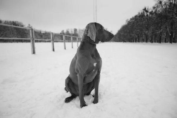 Веймарская собака, сидящая в зимнем лесу на зимней улице — стоковое фото