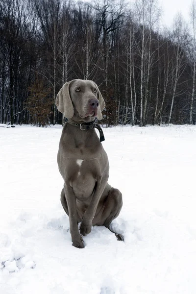 Веймарская собака, сидящая на зимнем лесу — стоковое фото