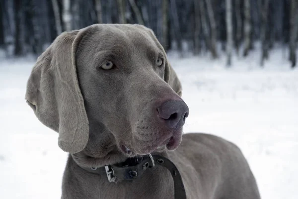 Портрет собаки на белом зимнем фоне — стоковое фото