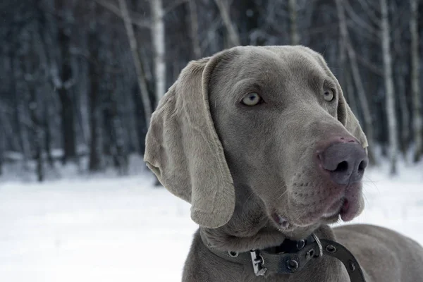 Портрет собаки на белом зимнем фоне — стоковое фото