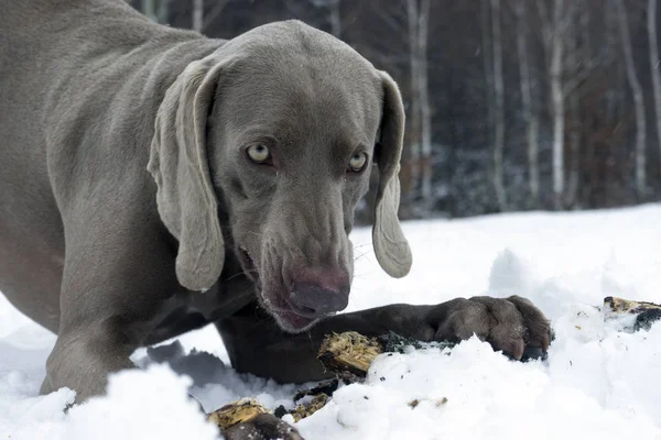 kızgın köpek kış ormanının içinde
