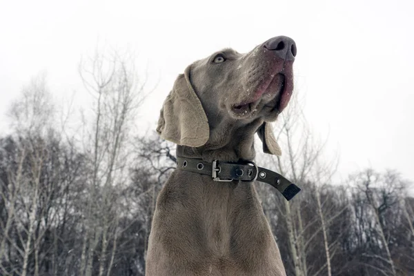 Gyönyörű fiatal ül weimaraner kutya téli / tavaszi háttérben — Stock Fotó