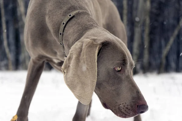 Охота указатель Weimaraner зима в снегу с куратором — стоковое фото