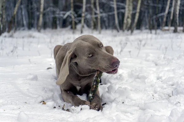 Собака грызет палку в зимних лесах — стоковое фото